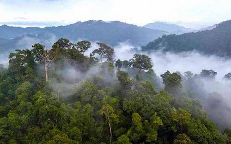 L’Afrique peut mobiliser 6 milliards $ par an sur les marchés volontaires du carbone d’ici à 2030 (rapport)