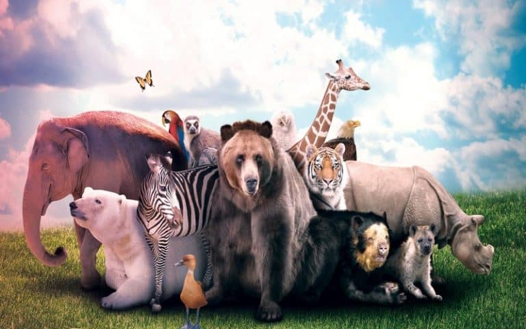 La COP15 sur la biodiversité de Montréal pour éviter la 6<sup>ème</sup> extinction de masse des espèces