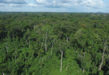 La Côte d’Ivoire compte reconstituer 20% de son couvert forestier à l’horizon 2030