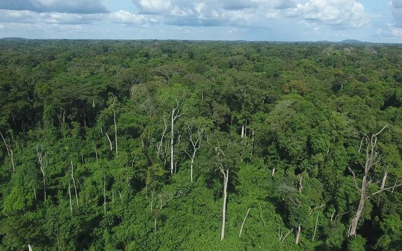 La Côte d’Ivoire compte reconstituer 20% de son couvert forestier à l’horizon 2030