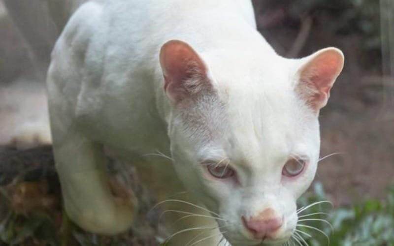 La découverte du premier ocelot albinos illustre les conséquences de la déforestation sur les espèces sauvages