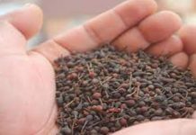 La préservation du poivre sauvage tsiperifery, un défi pour Madagascar