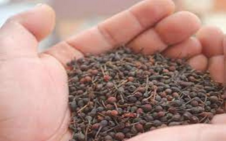 <strong>La préservation du poivre sauvage tsiperifery, un défi pour Madagascar</strong>
