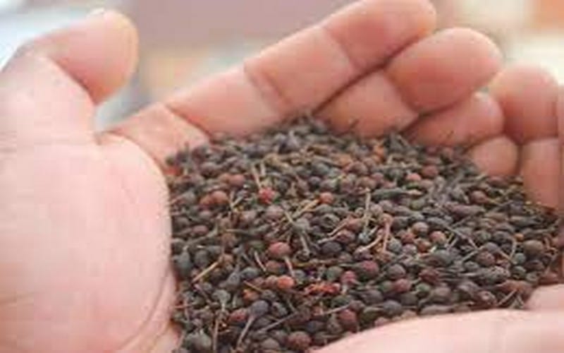 La préservation du poivre sauvage tsiperifery, un défi pour Madagascar