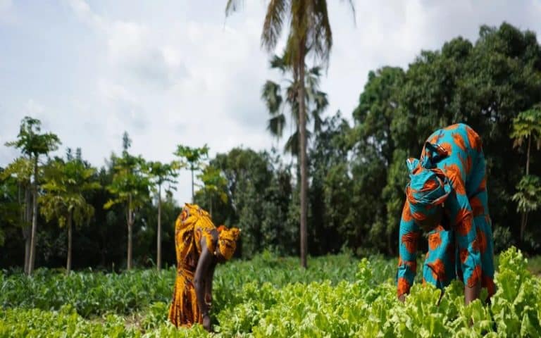 <strong>La transformation du marché des engrais est nécessaire pour faire face à la crise alimentaire en Afrique</strong>