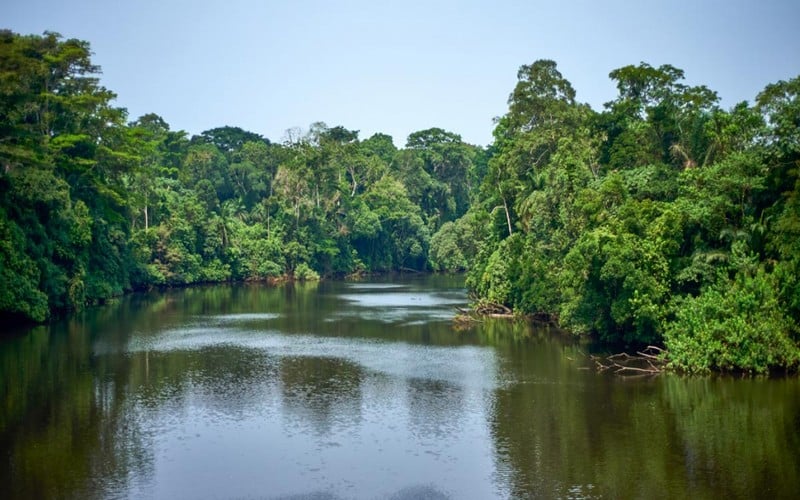 Le Rapport de la République centrafricaine et de l’UE sur les progrès de leur APV FLEGT rendu public                       