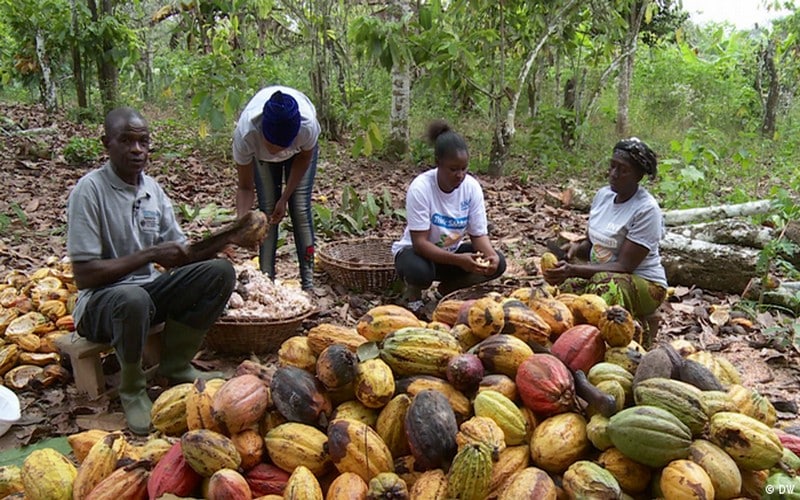 Le cacao ivoirien respecte-t-il les nouvelles règles de lutte contre la déforestation imposées par l’UE ?