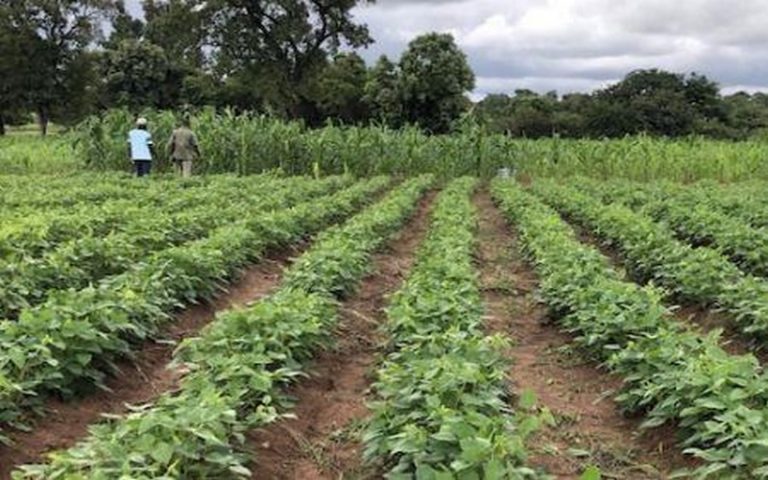 <strong>Les États membres de l’UA s’engagent à renforcer la nutrition et la sécurité alimentaire en Afrique</strong>