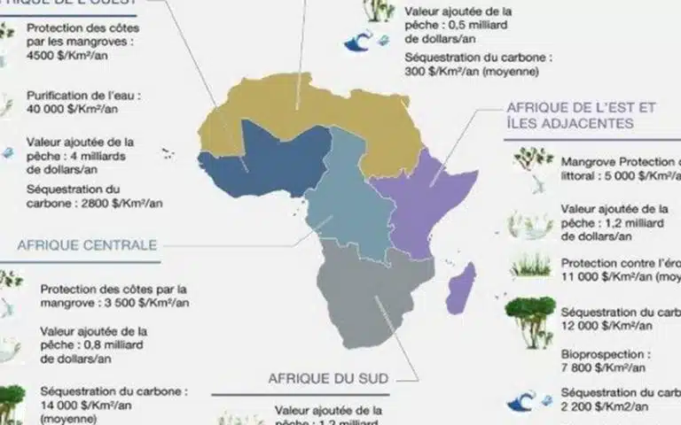 Perte de biodiversité : La sécurité humaine africaine menacée, selon le Centre d’études stratégiques de l’Afrique