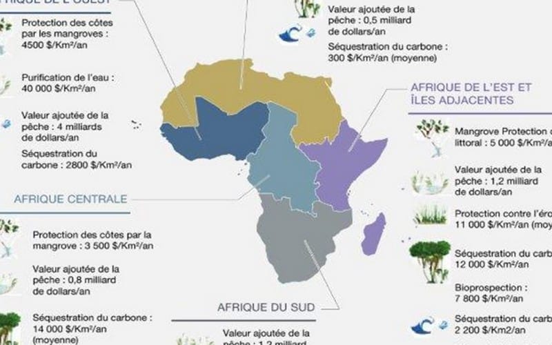 Perte de biodiversité : La sécurité humaine africaine menacée, selon le Centre d’études stratégiques de l’Afrique
