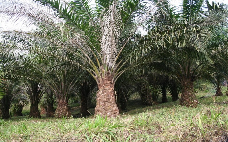 Plantations de palmiers au Cameroun : Socapalm déboutée par la justice française, les plaignants applaudissent  