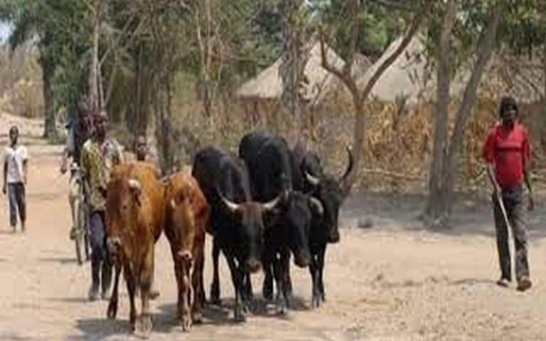 Risque de pluies hors-saison au Sénégal : Les éleveurs plus inquiets que les agriculteurs, le ministère de l’Elevage alerte