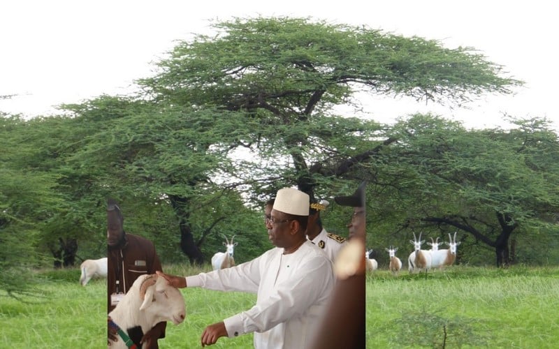 Sénégal : Le financement du PNDIES, la modernisation du secteur de l’élevage et la protection du tapis herbacé, les mesures phares de la JNE