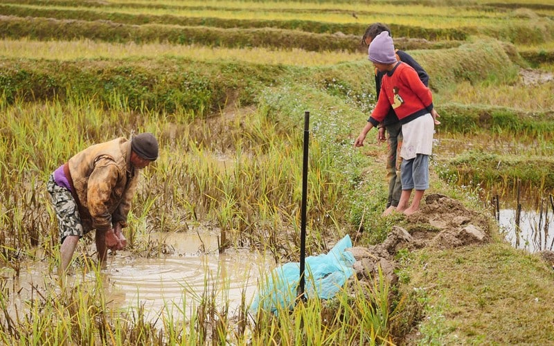 Souveraineté alimentaire : Les start-up à la recherche de solutions en Afrique