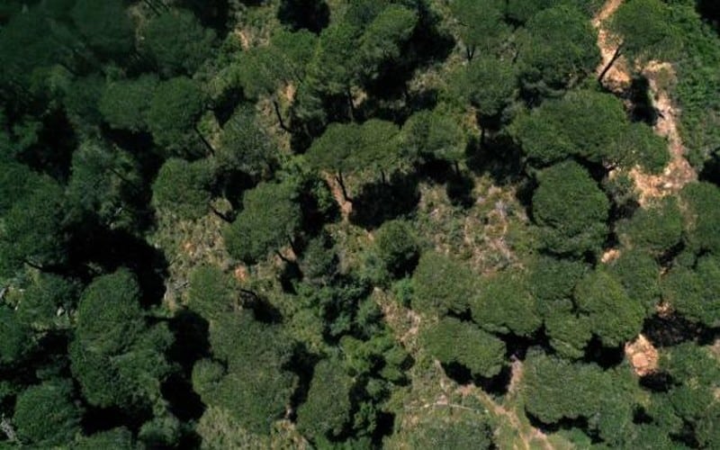 Un rapport évalue la valeur nette du carbone séquestré par la forêt du bassin du Congo à 30 milliards $