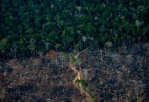 À dix mois de la COP30 au Brésil : Quel est l’état actuel de la forêt amazonienne face à la déforestation et aux incendies ?