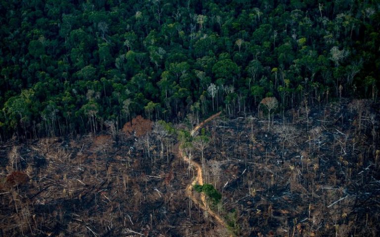 À dix mois de la COP30 au Brésil : Quel est l’état actuel de la forêt amazonienne face à la déforestation et aux incendies ?