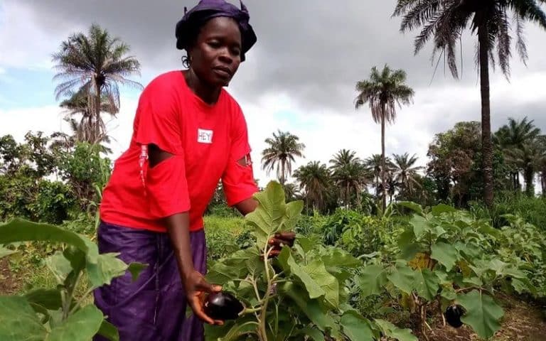 La BAD appelle à investir dans l&rsquo;augmentation de la productivité agricole et à soutenir les systèmes agricoles adaptés au climat   
