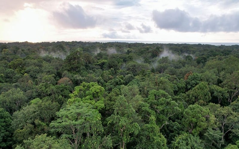 Le Gabon, deuxième pays le plus boisé au monde, 140 millions de tonnes de carbone séquestrées annuellement  
