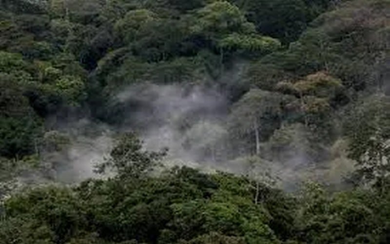 Le Gabon s’apprête à mettre sur le marché 90 millions de tonnes de crédits carbone, informe Lee White