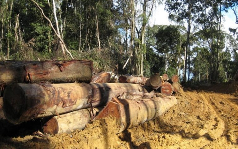 Les acteurs de la filière du bois du Cameroun en grève contre de nouvelles taxes à l’exportation