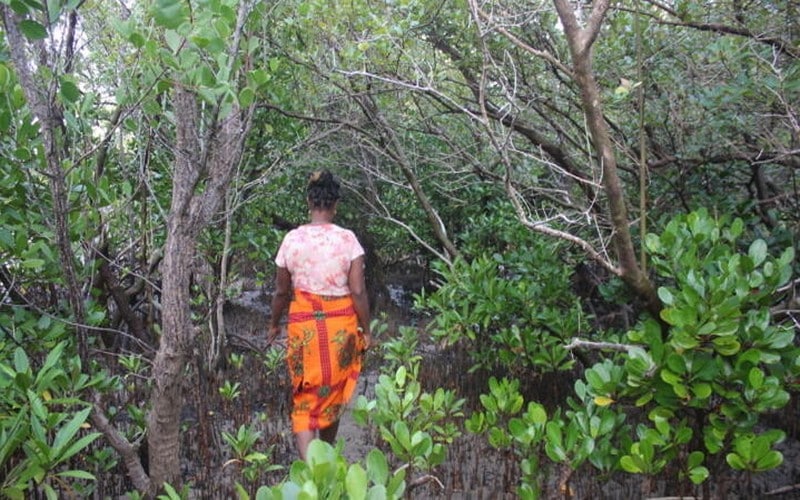 Madagascar s’active dans la protection des mangroves afin de mieux résister aux effets du changement climatique