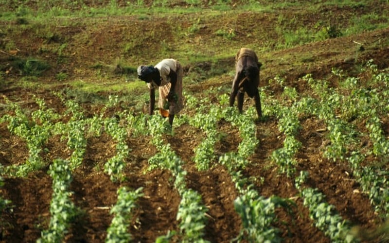 Ouverture du Sommet de Dakar 2 : Voici les pistes à explorer pour nourrir l’Afrique