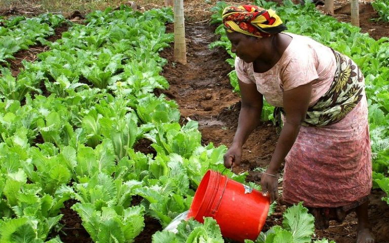 <strong>Pour la BAD, la production agricole de l’Afrique pourrait plus que tripler d’ici à 2030, à 1 000 milliards $</strong>