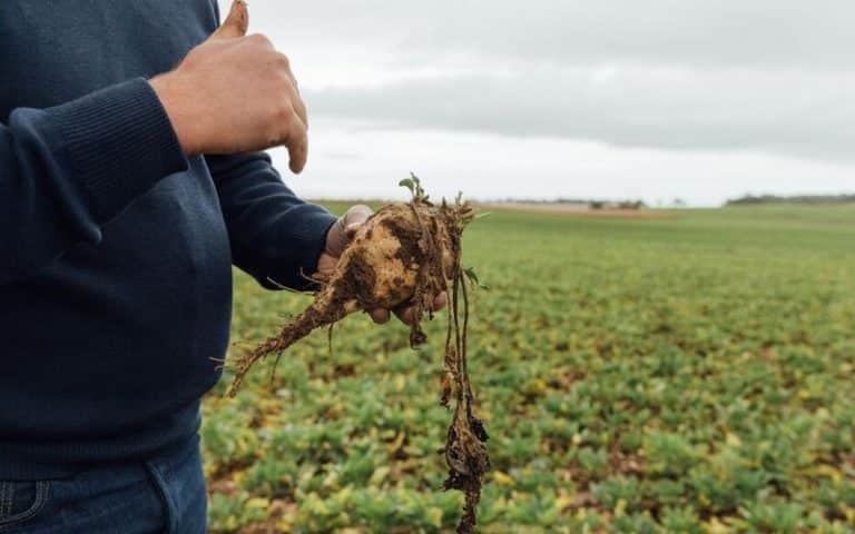 Pressée par la justice européenne, la France renonce aux néonicotinoïdes dans les champs de betteraves sucrières