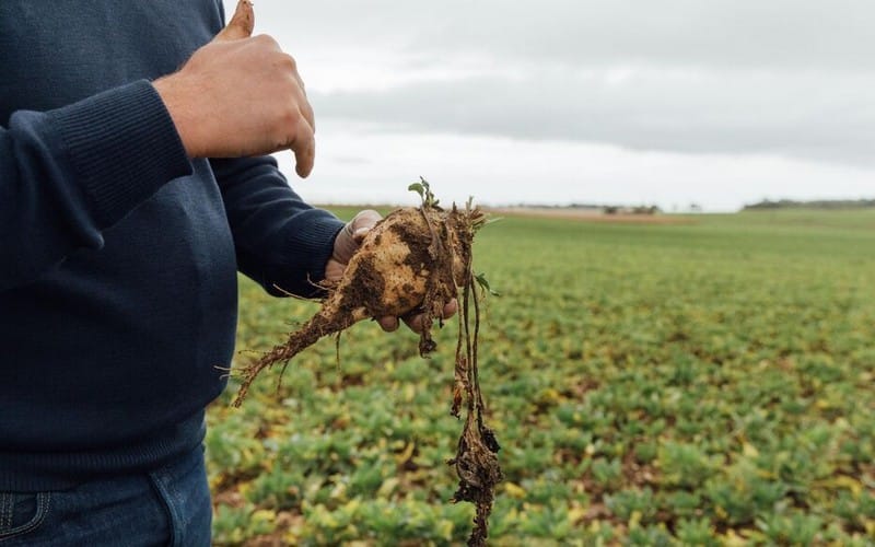 Pressée par la justice européenne, la France renonce aux néonicotinoïdes dans les champs de betteraves sucrières