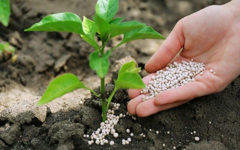 Productivité agricole : L’OCP annonce 4 millions de tonnes d’engrais en 2023 pour l’Afrique
