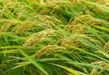 Riz et céréales : Le Mali prochain grenier à grains du Sénégal