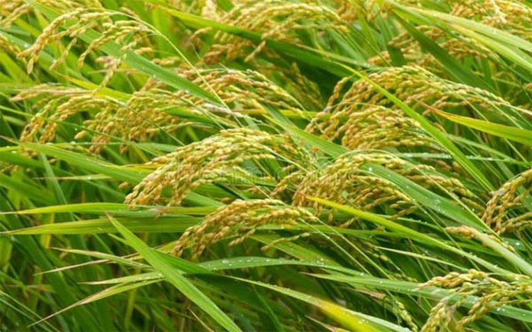 Voici les 5 premiers producteurs de riz en Afrique de l’Ouest, selon le Département américain de l’agriculture