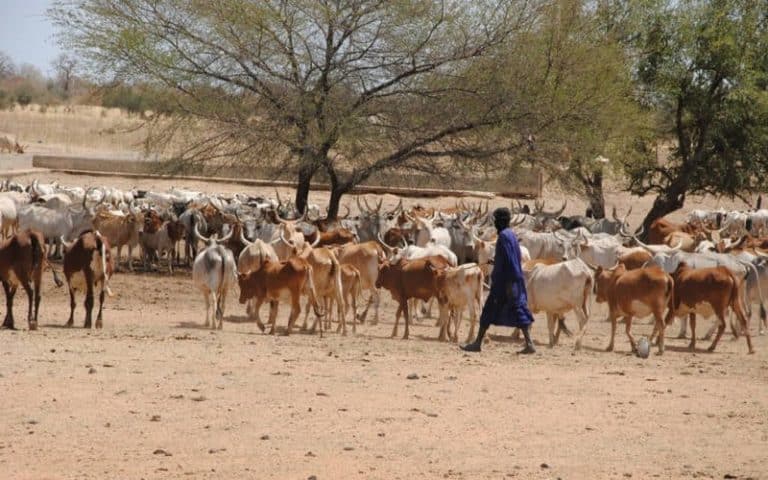 Sénégal : Ranch de Dolly – Un patrimoine en péril