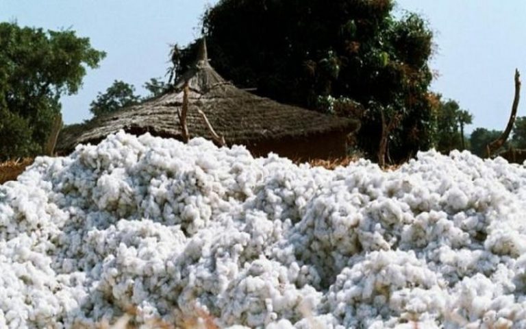Afrique de l’Ouest : Les producteurs de coton face à une baisse de revenus