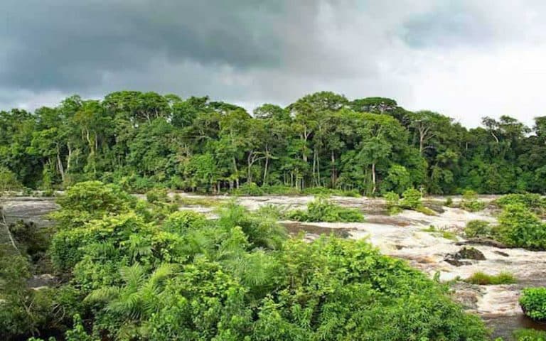 Alerte sur le risque de disparition des forêts du bassin du Congo à l&rsquo;horizon 2060