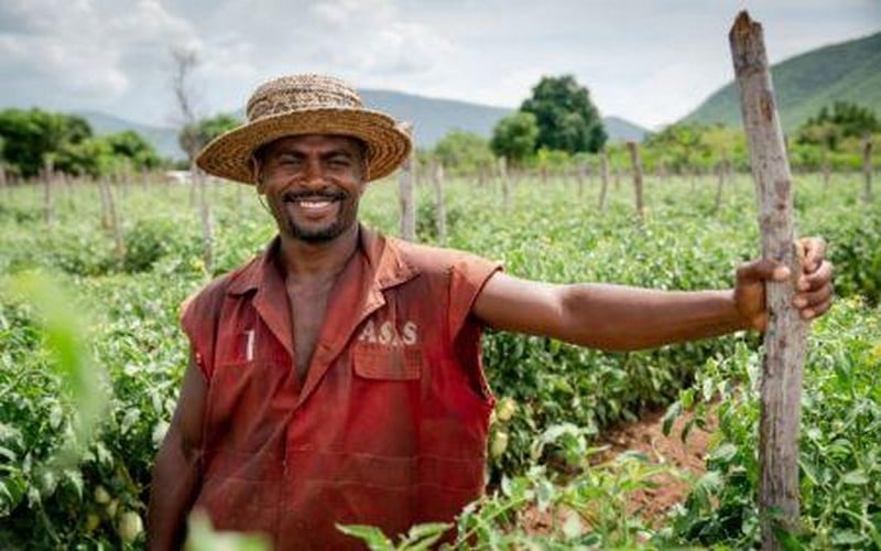Compréhension des systèmes alimentaires durables et inclusifs : Les Pays-Bas lancent 11 cours en ligne au profit des pays en développement                           