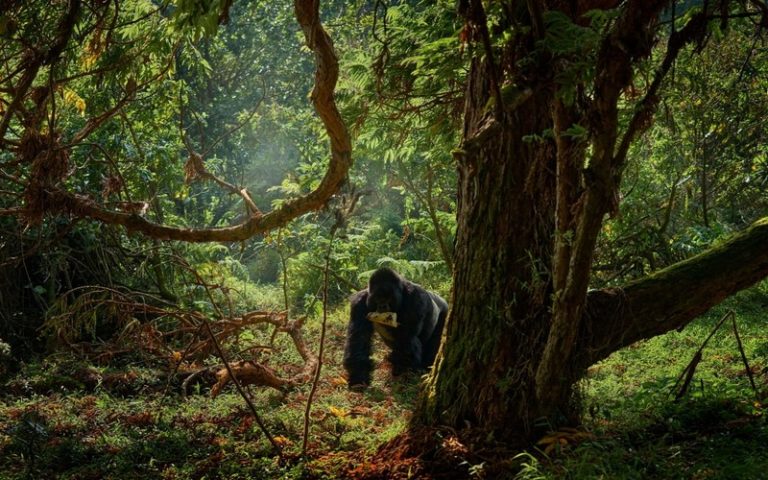 Congo-Brazzaville : Le parc national de Nouabalé-Ndoki élargi au triangle de Djéké et passe à 334 kilomètres carrés