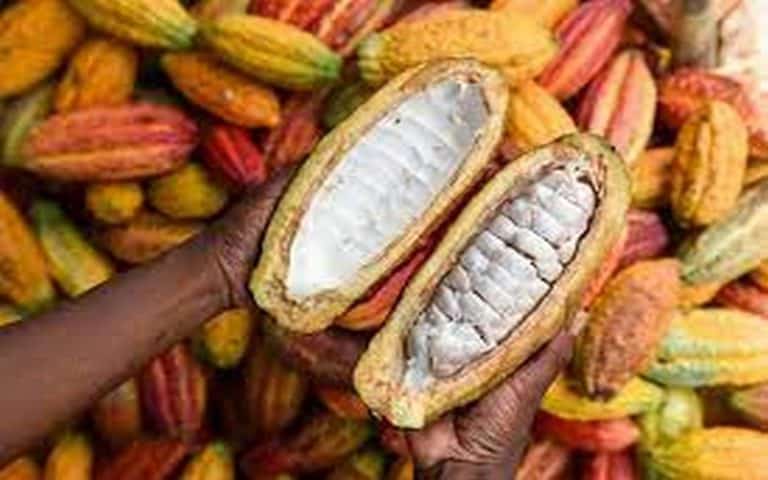 Côte d’Ivoire : Les exportateurs de Cacao se plaignent du peu de fèves à acheter auprès des producteurs