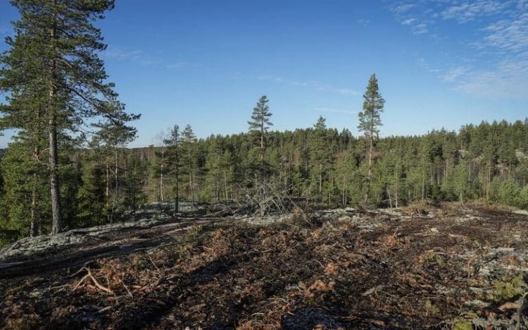 Déforestation : Un rapport épingle 200 grandes entreprises et institutions financières