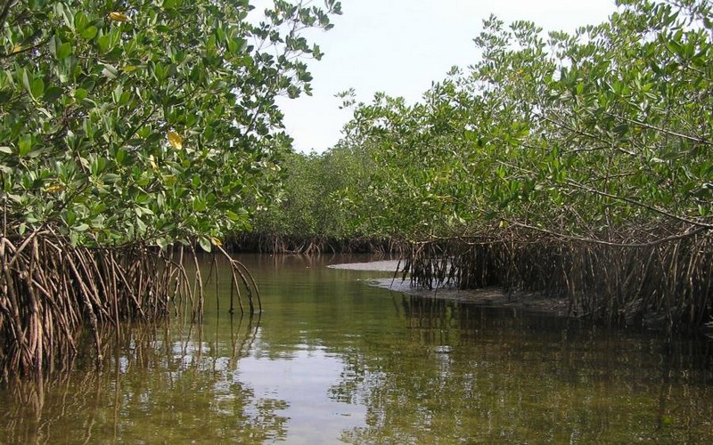Entre 45 et 50 % des zones humides du Sénégal sont en voie de disparition, alerte le colonel Ibrahima Guèye