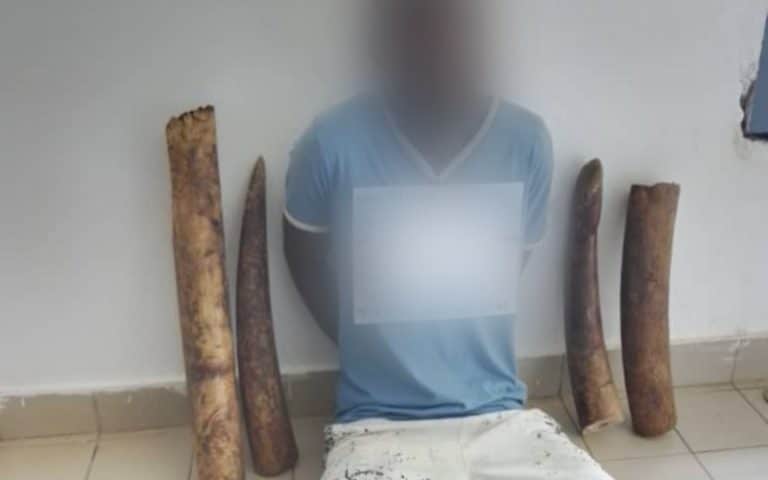 Gabon : L’ONG Conservation Justice annonce l’arrestation d’un individu pour vente de deux défenses d’ivoire                        