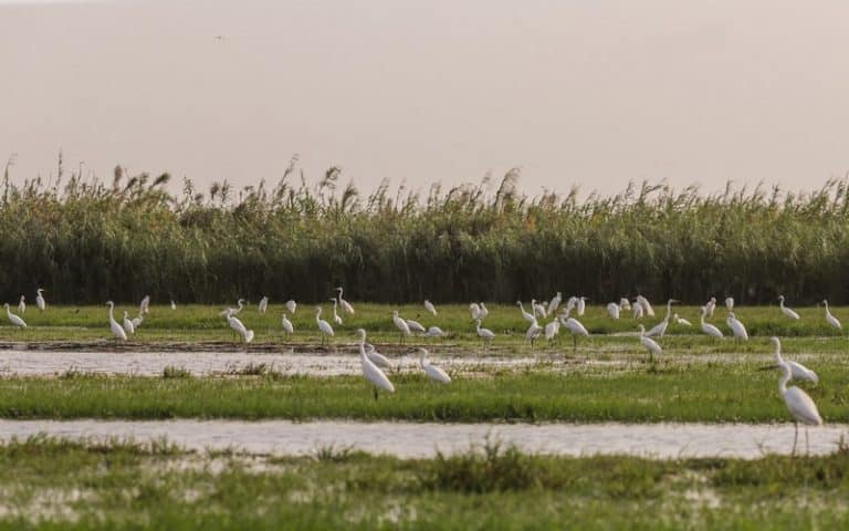 Le Sénégal lance la deuxième phase de la plateforme Biodev 2030 pour la réforme des instruments de politiques publiques en matière de biodiversité