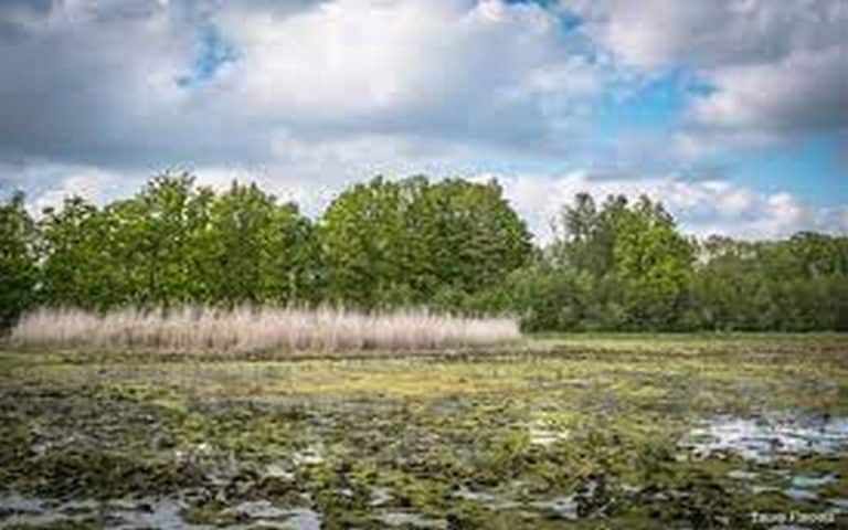 Journée mondiale des zones humides : La communauté internationale invitée à préserver les zones humides