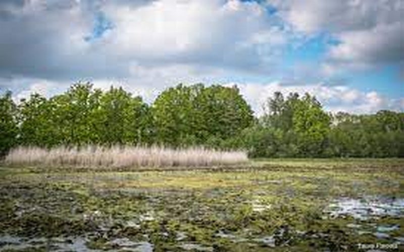Journée mondiale des zones humides : La communauté internationale invitée à préserver les zones humides