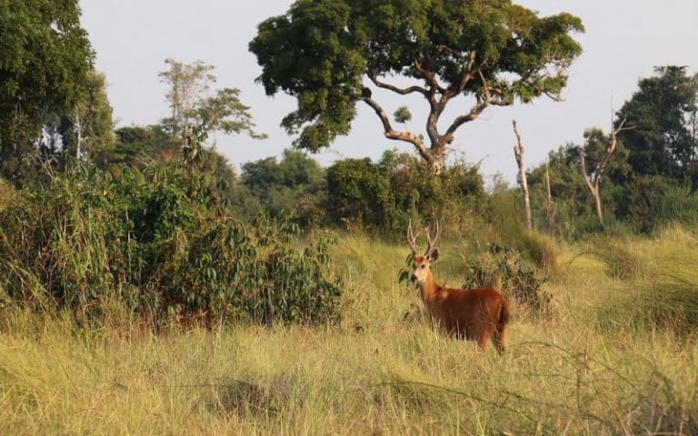 <strong>L’Amazonie se transforme en savane sous nos yeux et c’est une très mauvaise nouvelle</strong>