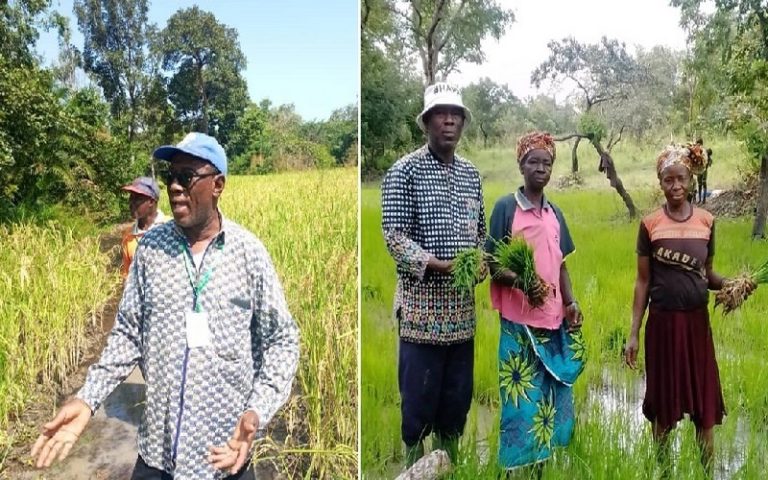 La Côte d’Ivoire se dote d’une variété locale de riz pour renforcer la sécurité alimentaire à Kong