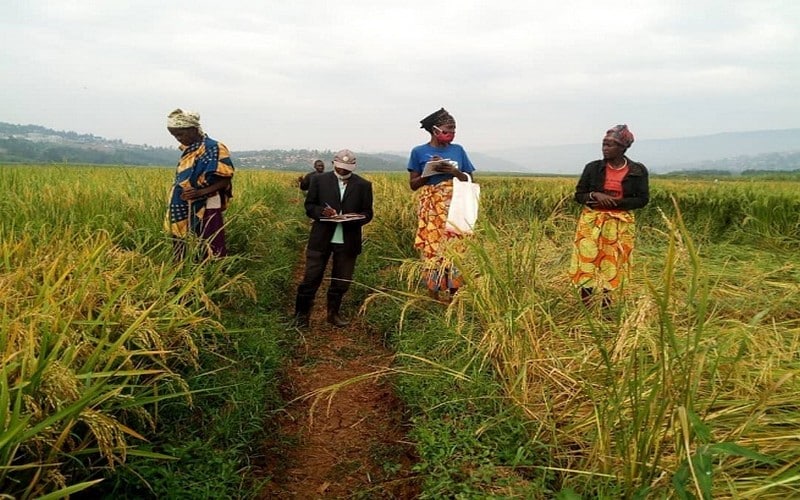 Le Togo mise sur de nouveaux mécanismes d’accompagnement agricole pour pérenniser la production vivrière