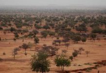 Le projet de Grande muraille verte étendu à l’Afrique australe