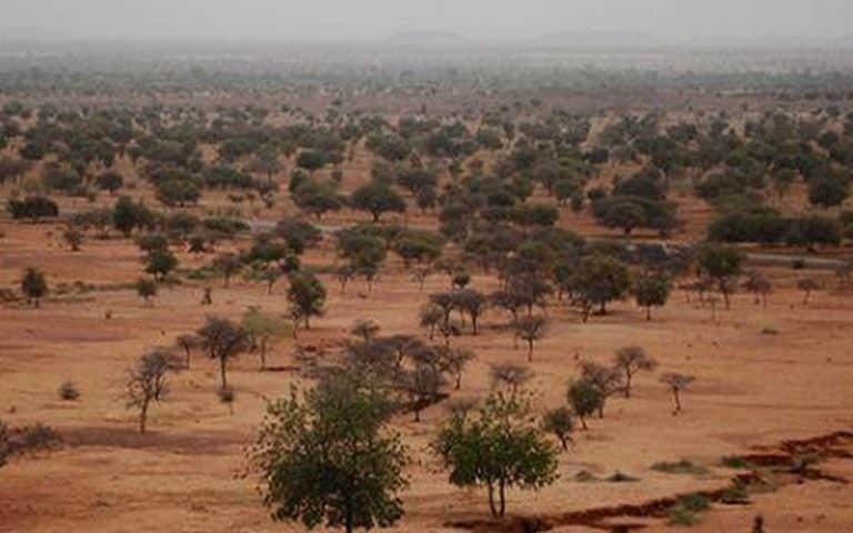 Le projet de Grande muraille verte étendu à l’Afrique australe